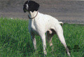 Pedigree ZEFIRO SIRTOUF Pedigree ZEFIRO SIRTOUF